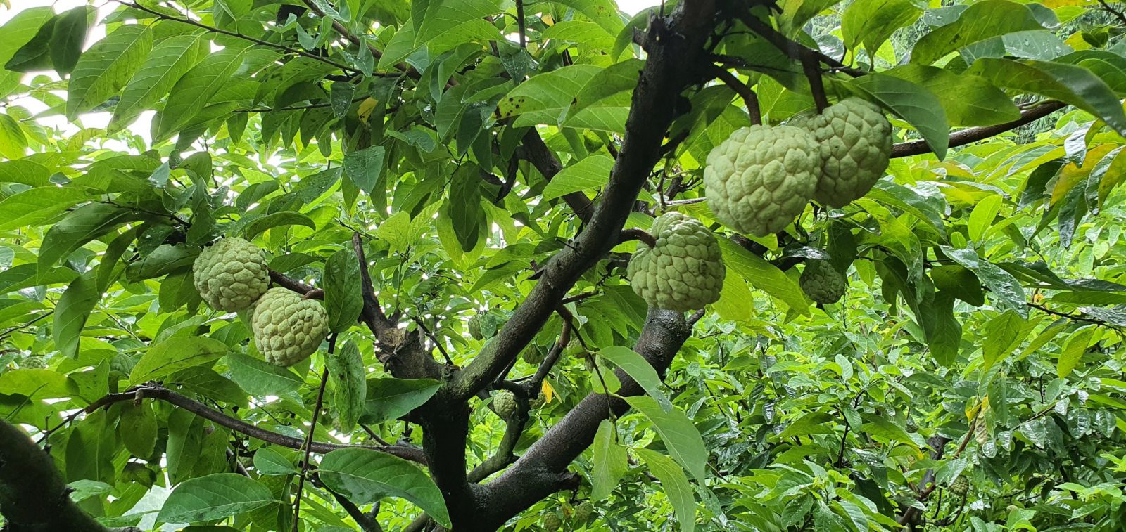 Nâng cao giá trị thương hiệu na Võ Nhai